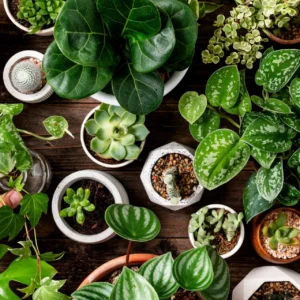 Piante e ecologia